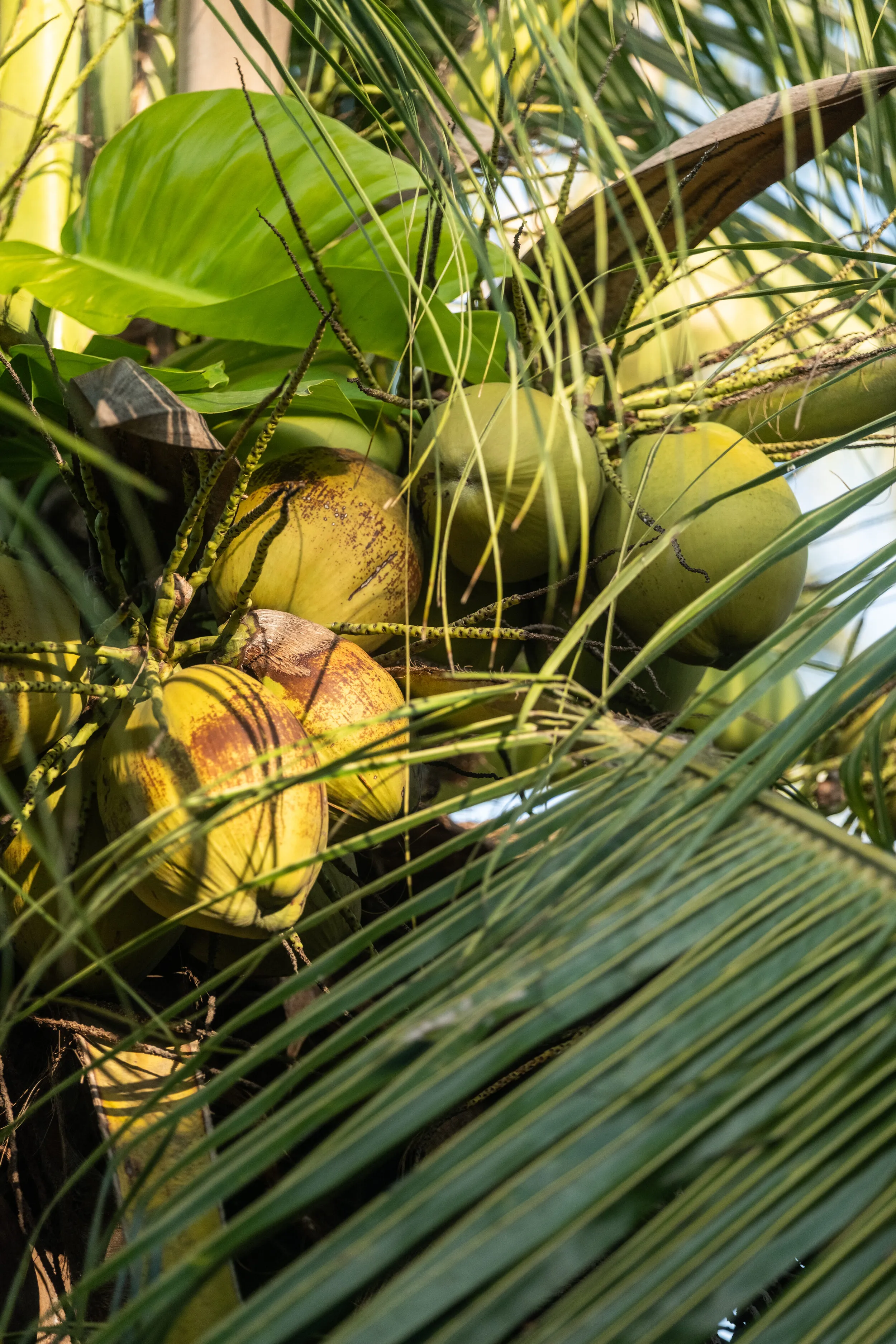 Pousada País Tropical — Icaraizinho de Amontada, Ceará